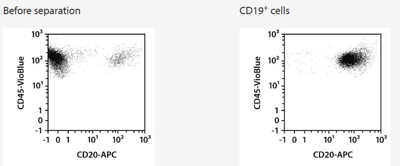 Separation of an LRSC sample using the StraightFrom LRSC CD19 MicroBead Kit and the MultiMACS Cell24 Separator Plus with the Single-Column Adapter and LS Columns. Cells were fluorescently stained with CD20-APC as well as CD45-VioBlue and analyzed by flow cytometry using the MACSQuant Analyzer. Cell debris and dead cells were excluded from the analysis based on scatter signals and propidium iodide fluorescence.